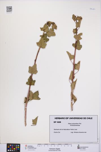Ribes polyanthes [Espécimen: UCH:EIF:0010235]
