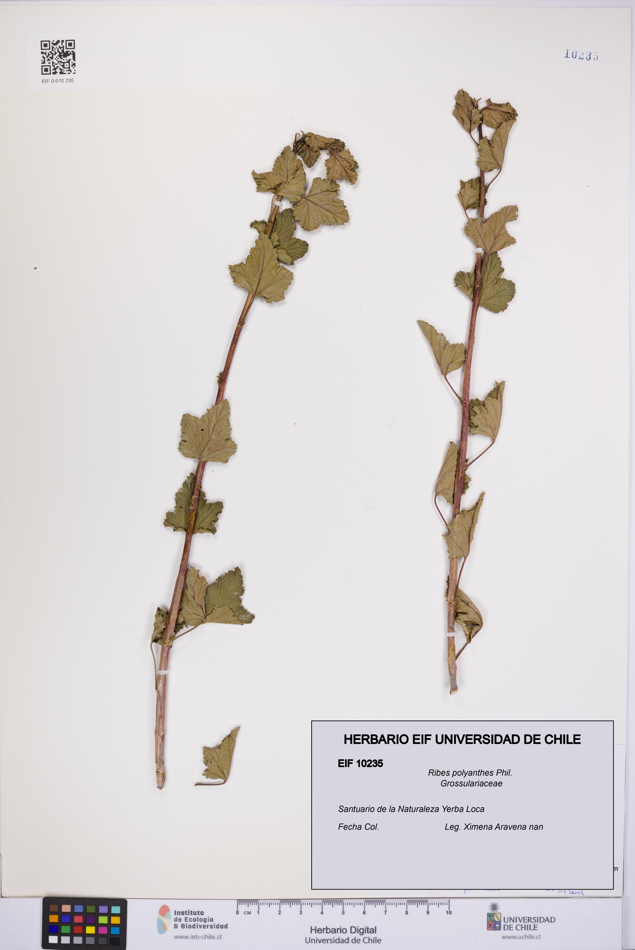 Ribes polyanthes [Espécimen: UCH:EIF:0010235]