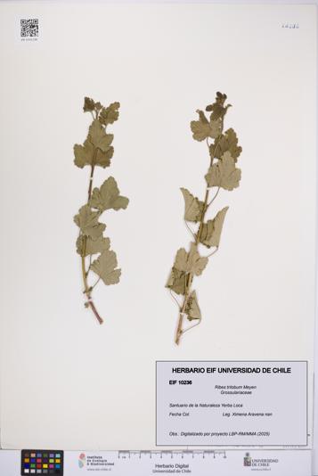 Ribes trilobum [Espécimen: UCH:EIF:0010236]