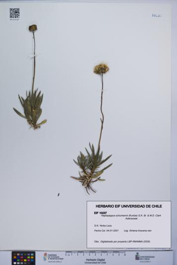 Haplopappus schumannii [Espécimen: UCH:EIF:0010237]