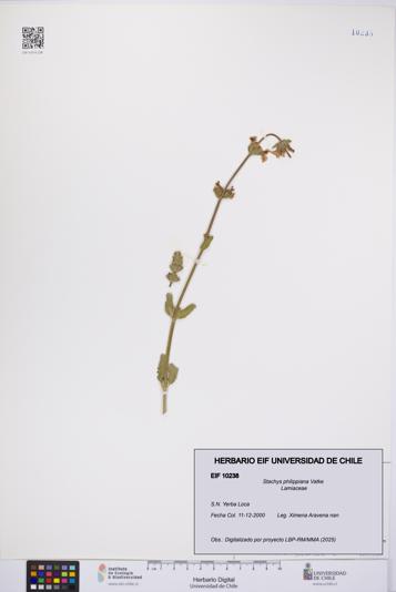 Stachys philippiana [Espécimen: UCH:EIF:0010238]