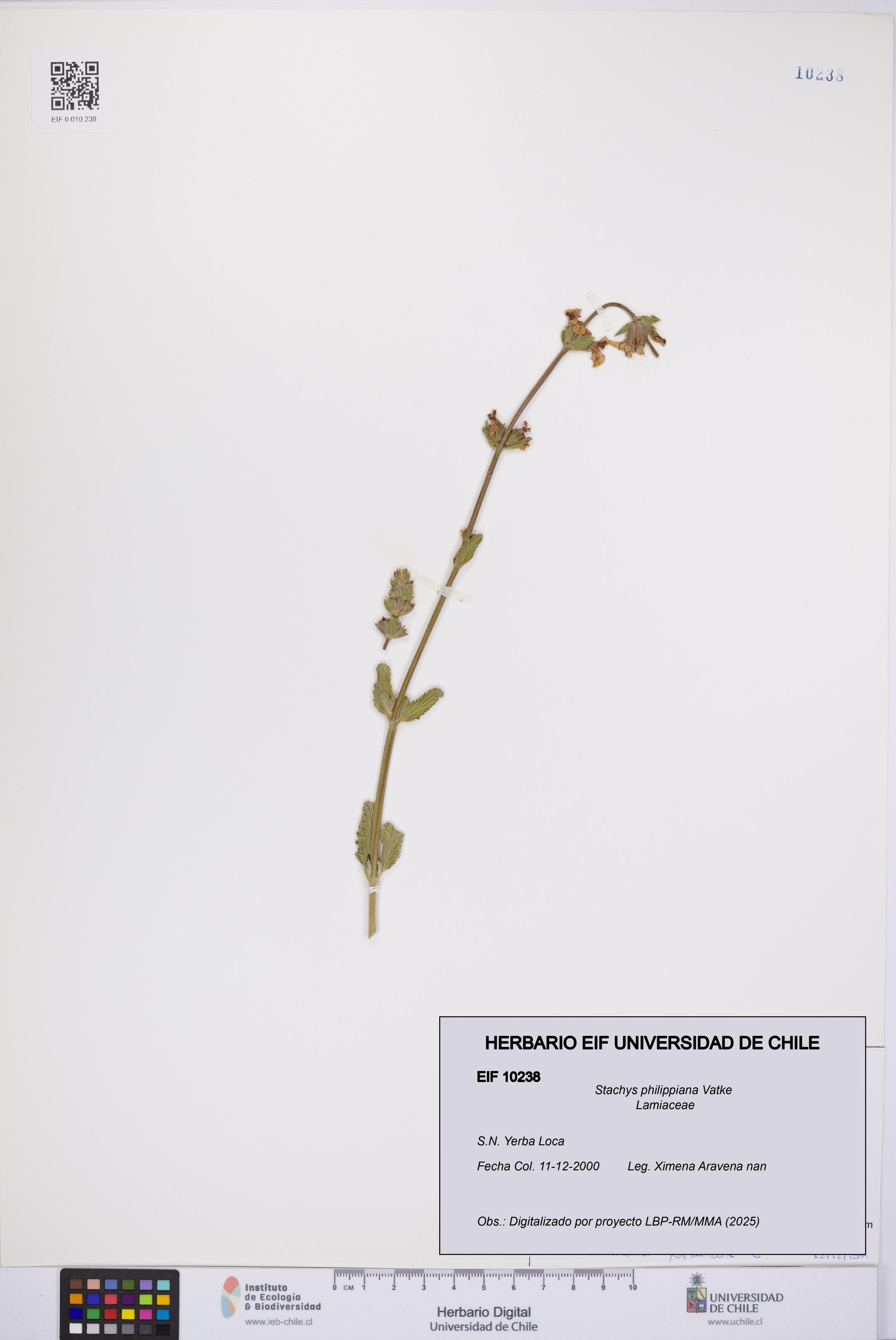 Stachys philippiana [Espécimen: UCH:EIF:0010238]