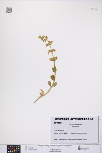 Stachys sericea [Espécimen: UCH:EIF:0010239]