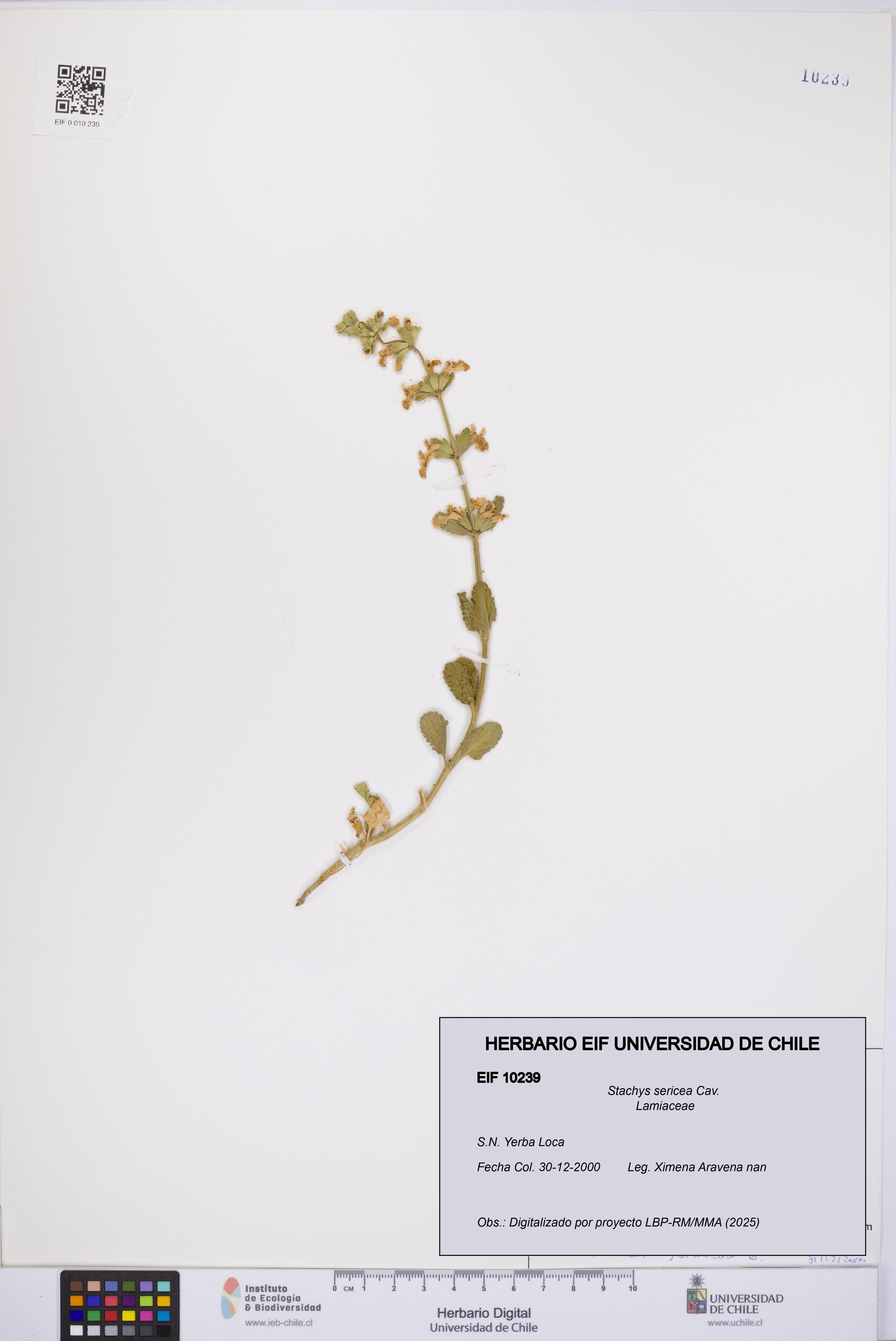 Stachys sericea [Espécimen: UCH:EIF:0010239]
