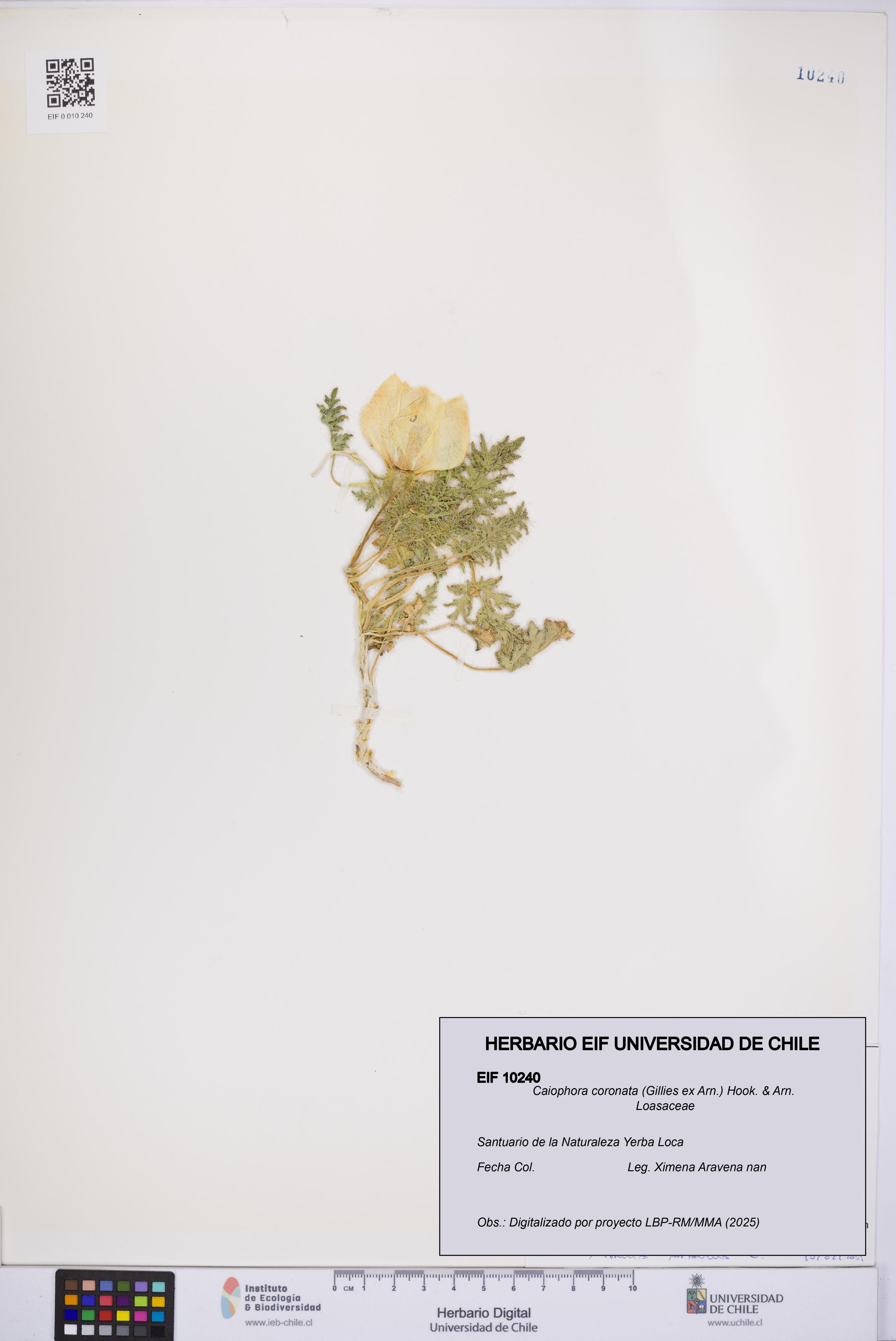 Caiophora coronata [Espécimen: UCH:EIF:0010240]