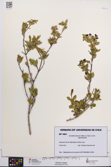 Guindilia trinervis [Espécimen: UCH:EIF:0010241]