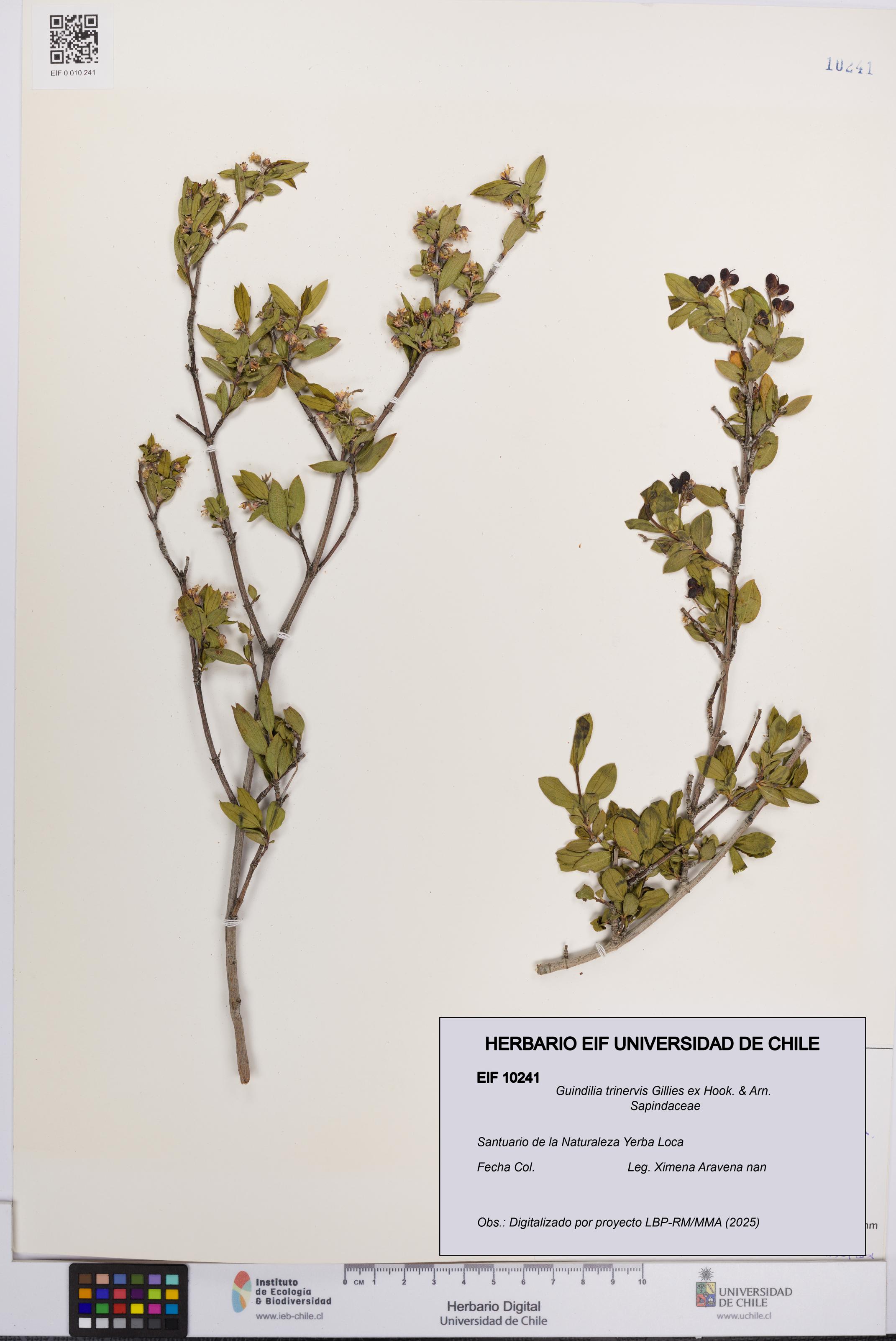 Guindilia trinervis [Espécimen: UCH:EIF:0010241]