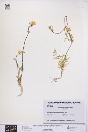Scyphanthus elegans [Espécimen: UCH:EIF:0010242]