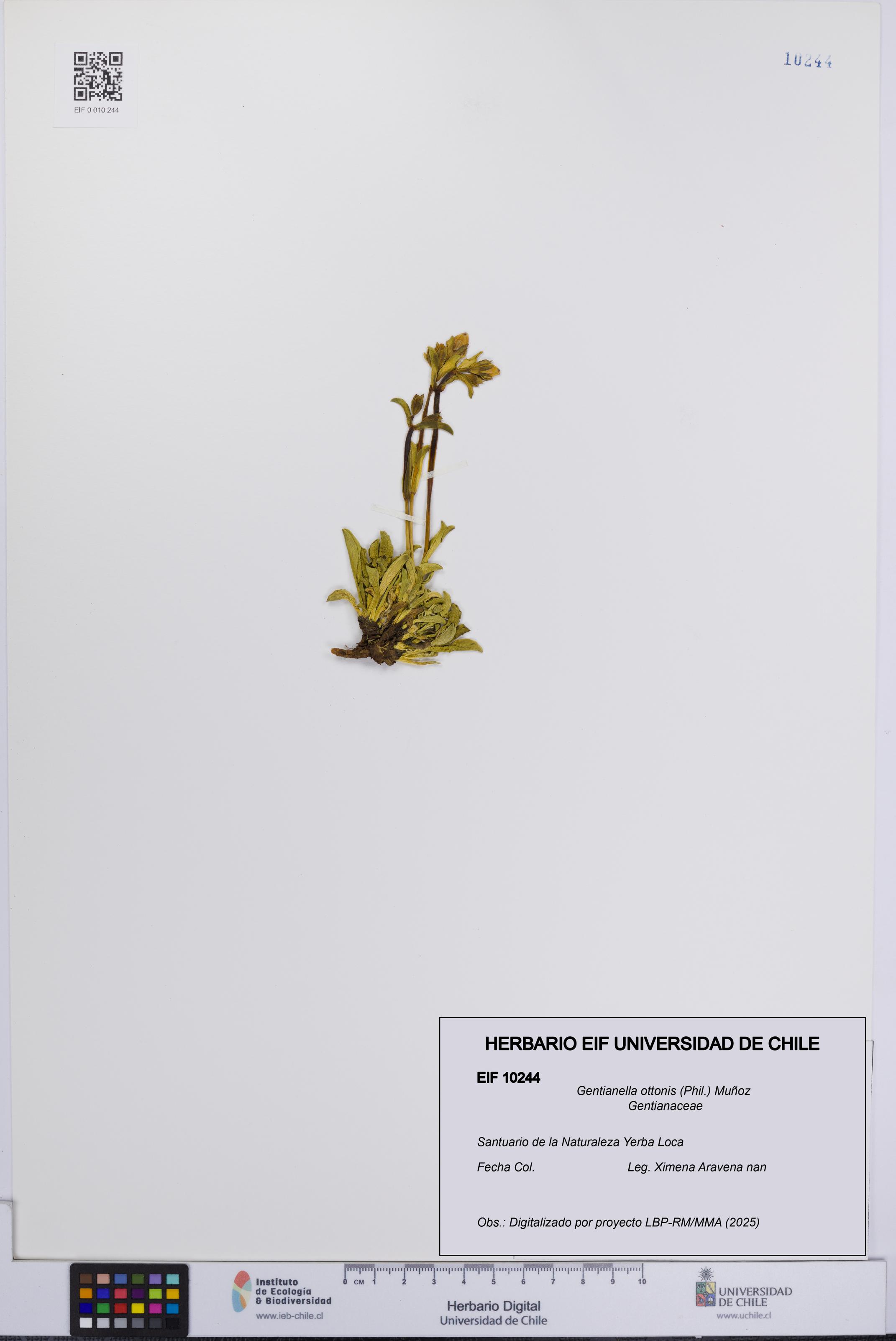 Gentianella ottonis [Espécimen: UCH:EIF:0010244]