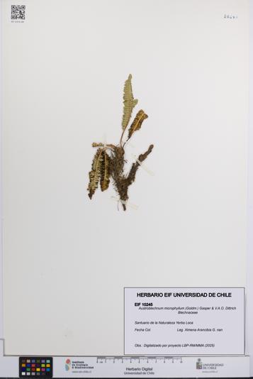 Austroblechnum microphyllum [Espécimen: UCH:EIF:0010245]