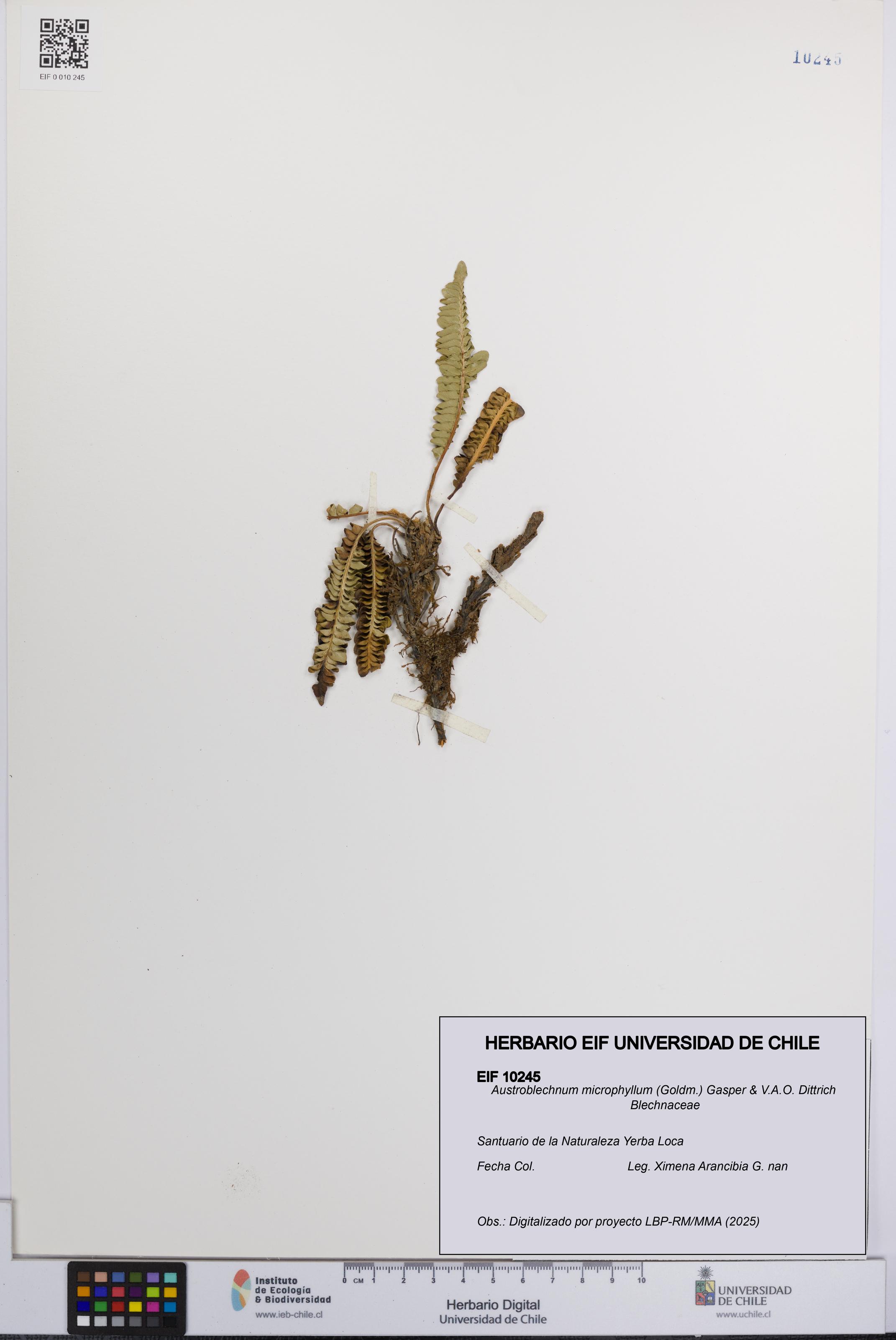 Austroblechnum microphyllum [Espécimen: UCH:EIF:0010245]