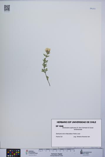 Glandularia sulphurea [Espécimen: UCH:EIF:0010246]