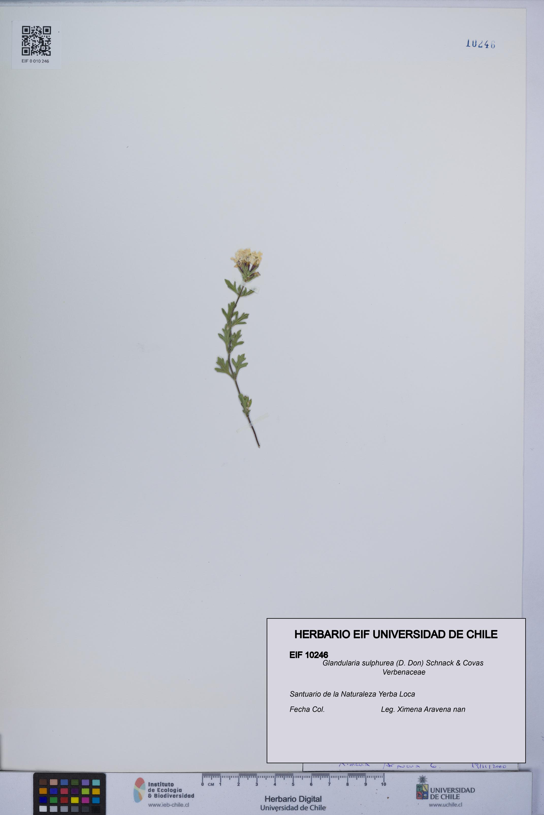 Glandularia sulphurea [Espécimen: UCH:EIF:0010246]