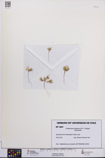 Chaetanthera glabrata [Espécimen: UCH:EIF:0010247]