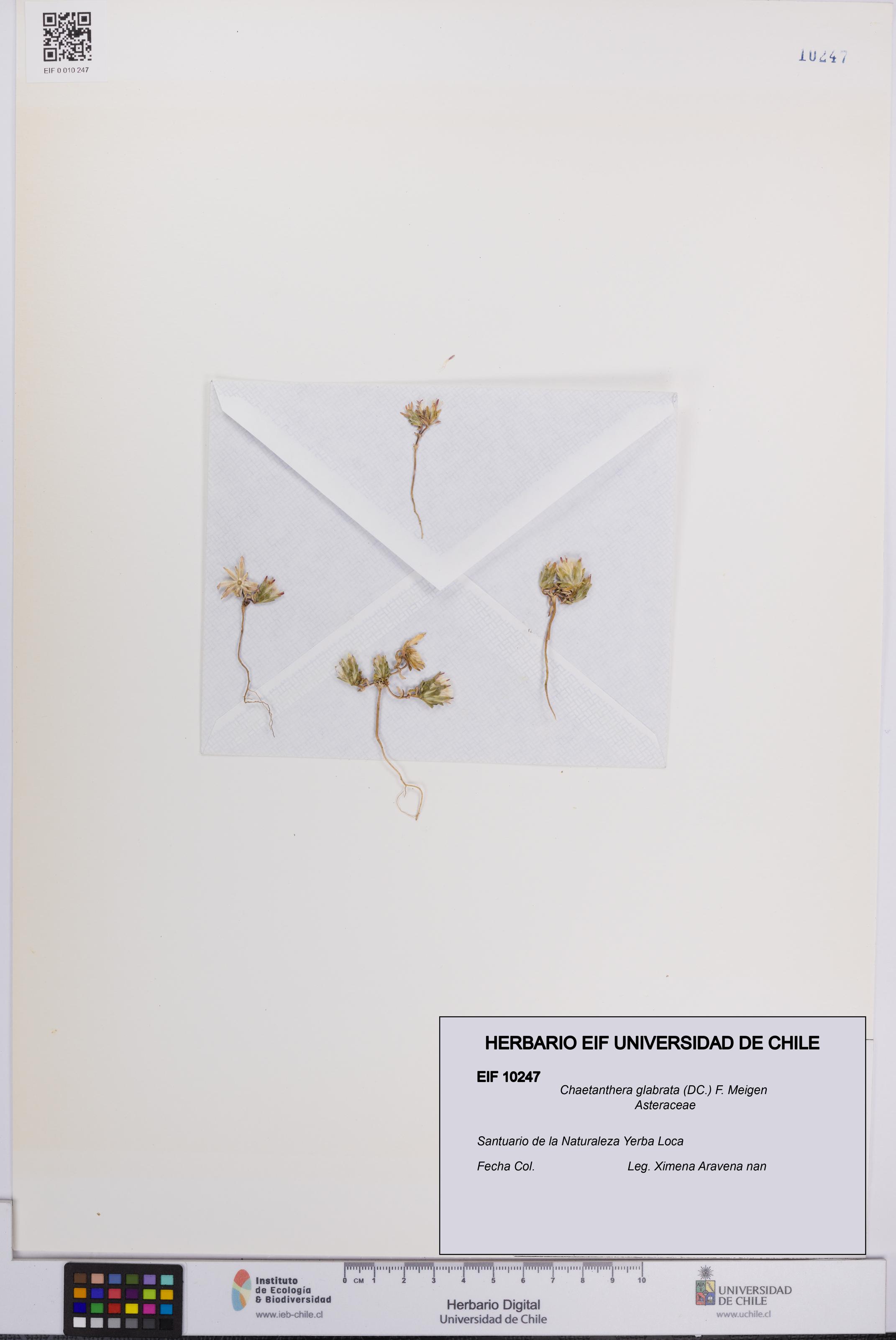Chaetanthera glabrata [Espécimen: UCH:EIF:0010247]