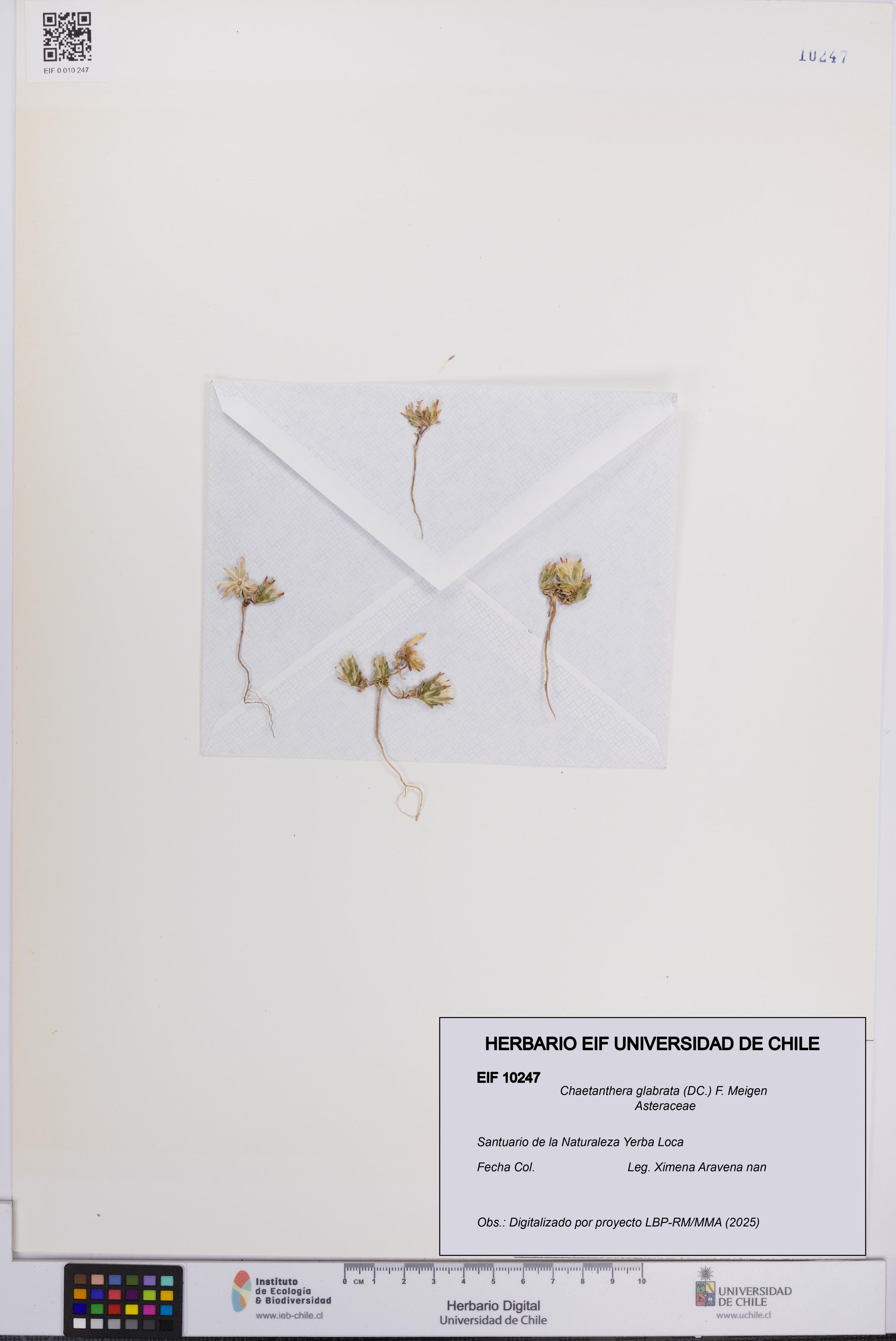 Chaetanthera glabrata [Espécimen: UCH:EIF:0010247]