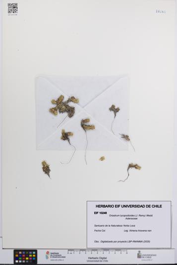 Oriastrum lycopodioides [Espécimen: UCH:EIF:0010248]