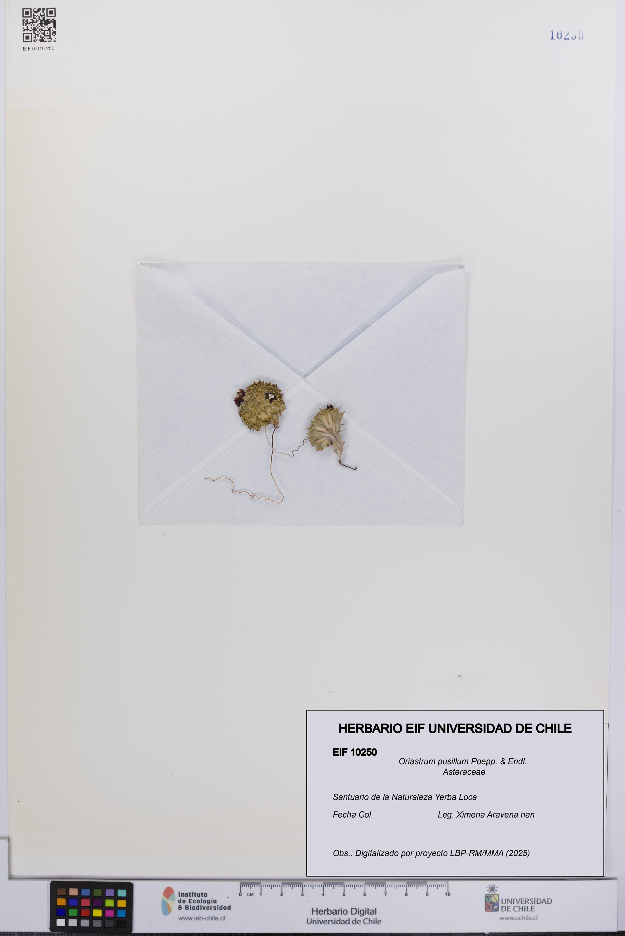 Oriastrum pusillum [Espécimen: UCH:EIF:0010250]