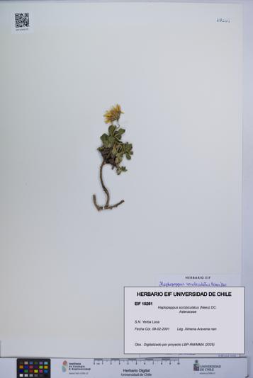 Haplopappus scrobiculatus [Espécimen: UCH:EIF:0010251]