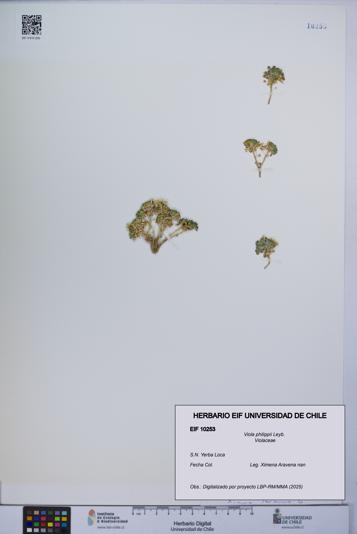 Viola philippii [Espécimen: UCH:EIF:0010253]