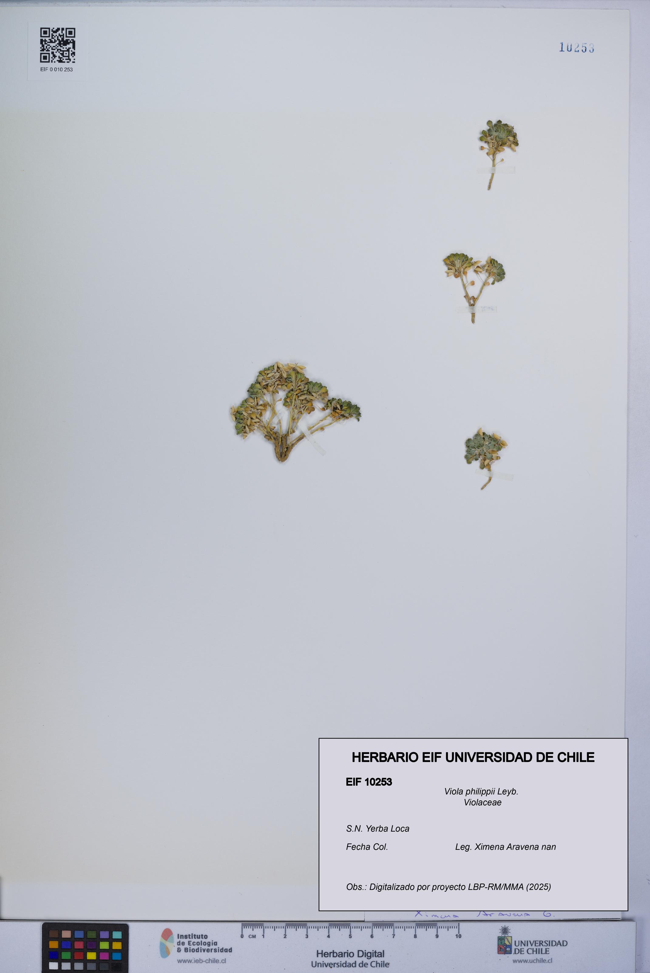 Viola philippii [Espécimen: UCH:EIF:0010253]