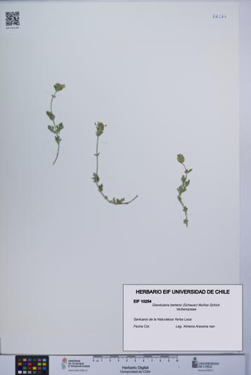 Glandularia berteroi [Espécimen: UCH:EIF:0010254]