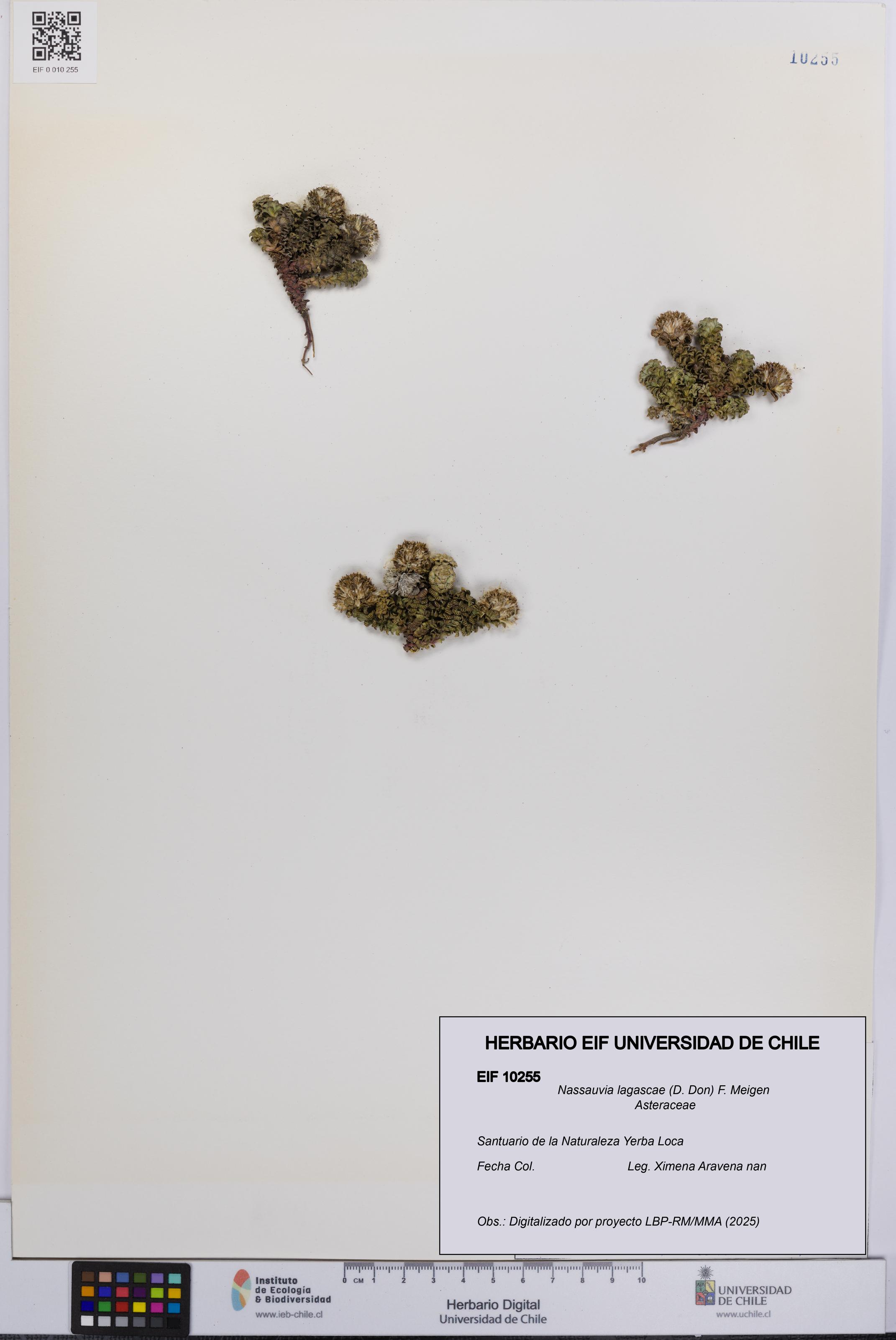 Nassauvia lagascae [Espécimen: UCH:EIF:0010255]