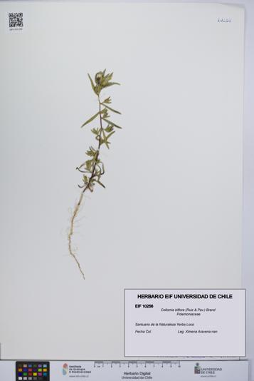 Collomia biflora [Espécimen: UCH:EIF:0010256]