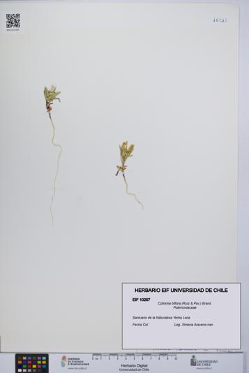 Collomia biflora [Espécimen: UCH:EIF:0010257]