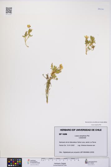 Loasa caespitosa [Espécimen: UCH:EIF:0010258]