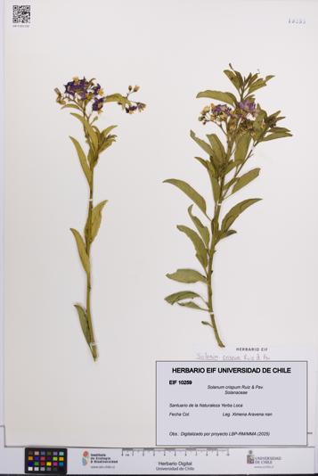 Solanum crispum [Espécimen: UCH:EIF:0010259]