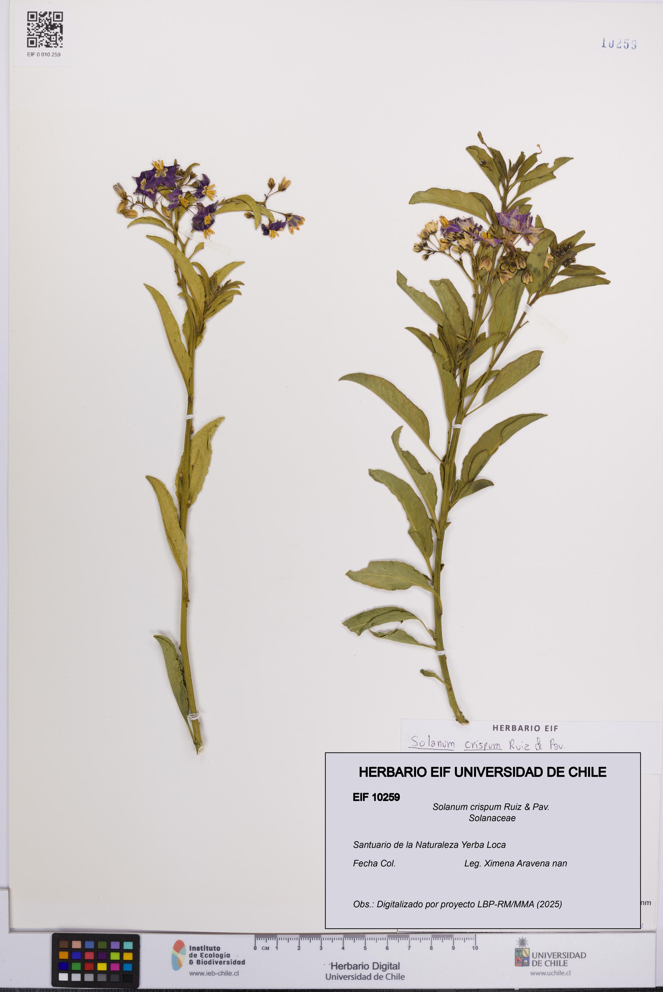 Solanum crispum [Espécimen: UCH:EIF:0010259]