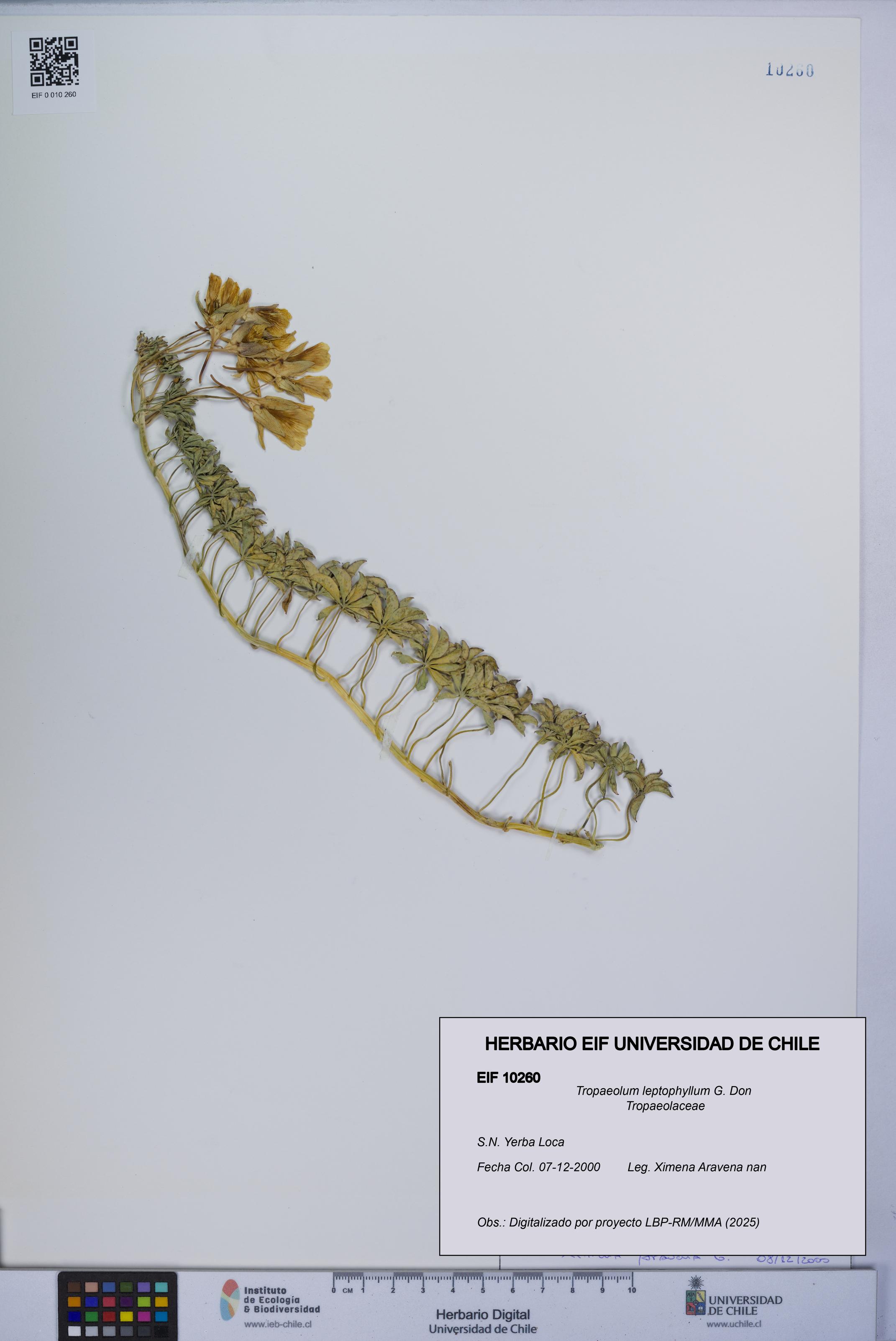 Tropaeolum leptophyllum [Espécimen: UCH:EIF:0010260]