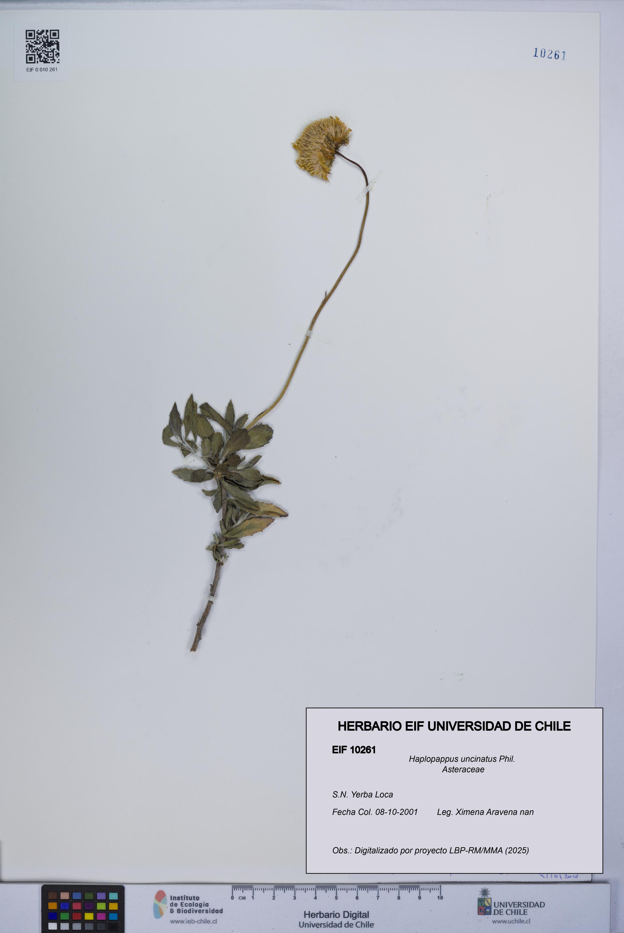 Haplopappus uncinatus [Espécimen: UCH:EIF:0010261]