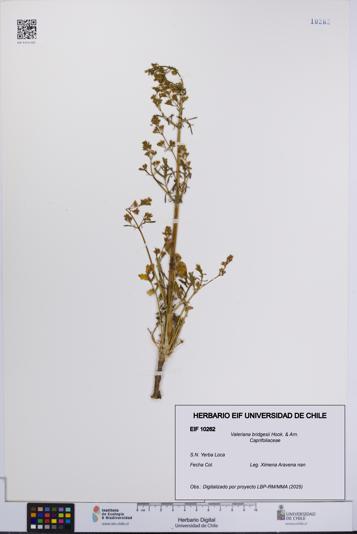 Valeriana bridgesii [Espécimen: UCH:EIF:0010262]