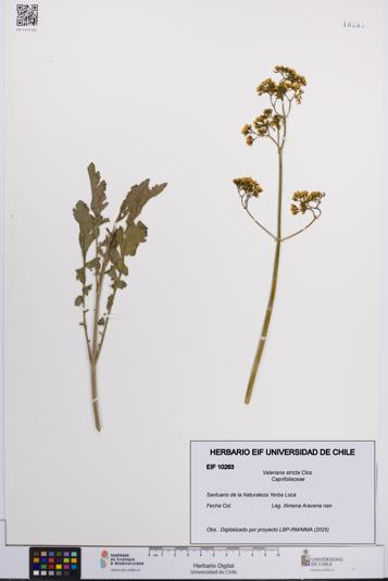 Valeriana stricta [Espécimen: UCH:EIF:0010263]