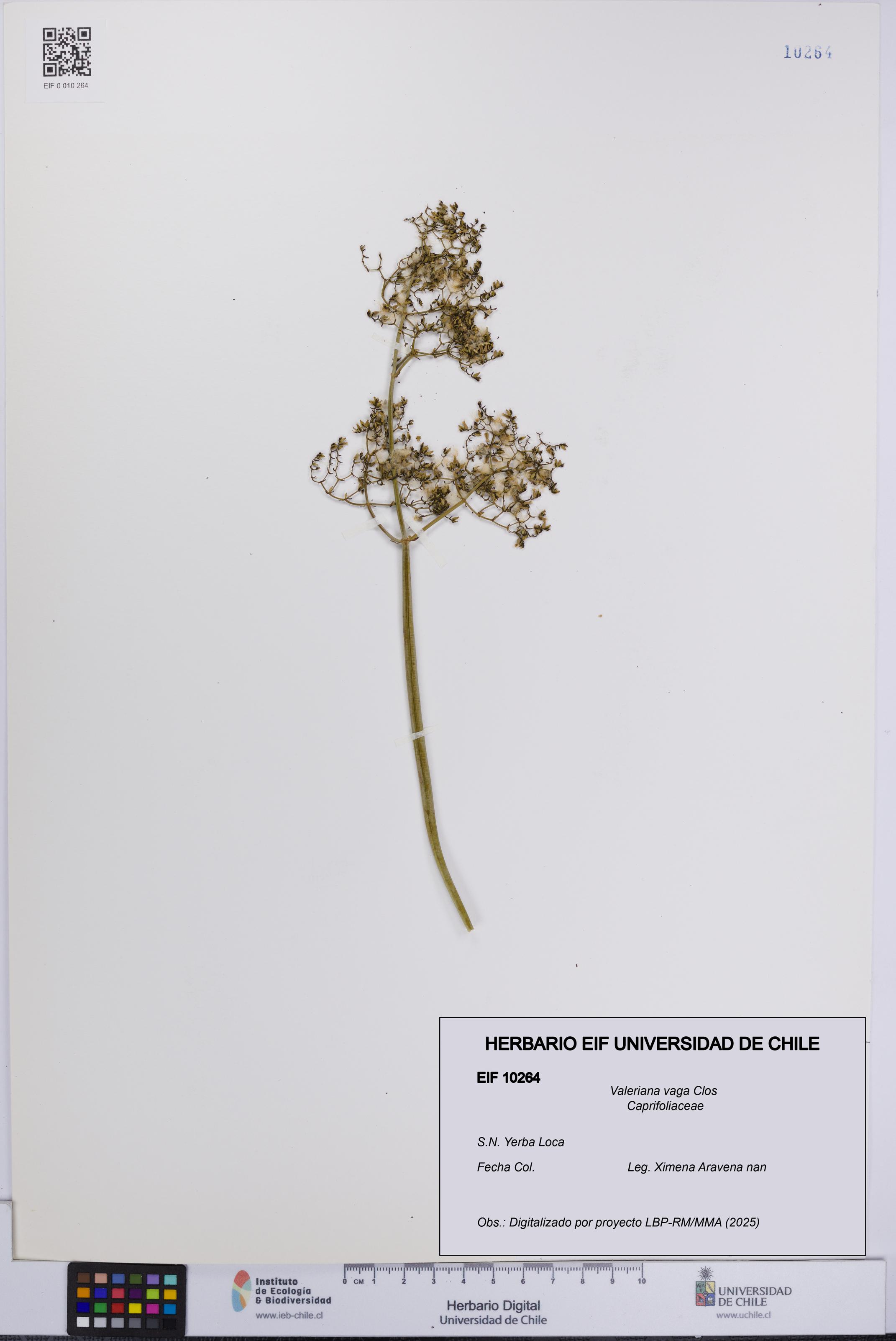 Valeriana vaga [Espécimen: UCH:EIF:0010264]