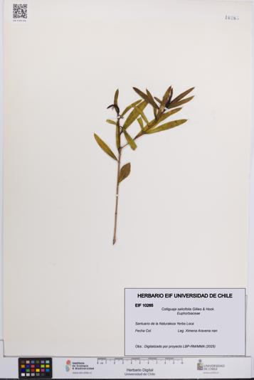 Colliguaja salicifolia [Espécimen: UCH:EIF:0010265]