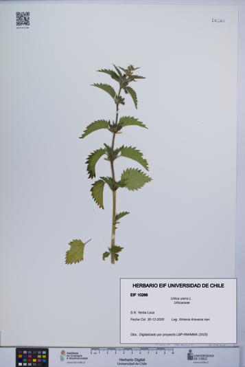 Urtica urens [Espécimen: UCH:EIF:0010266]