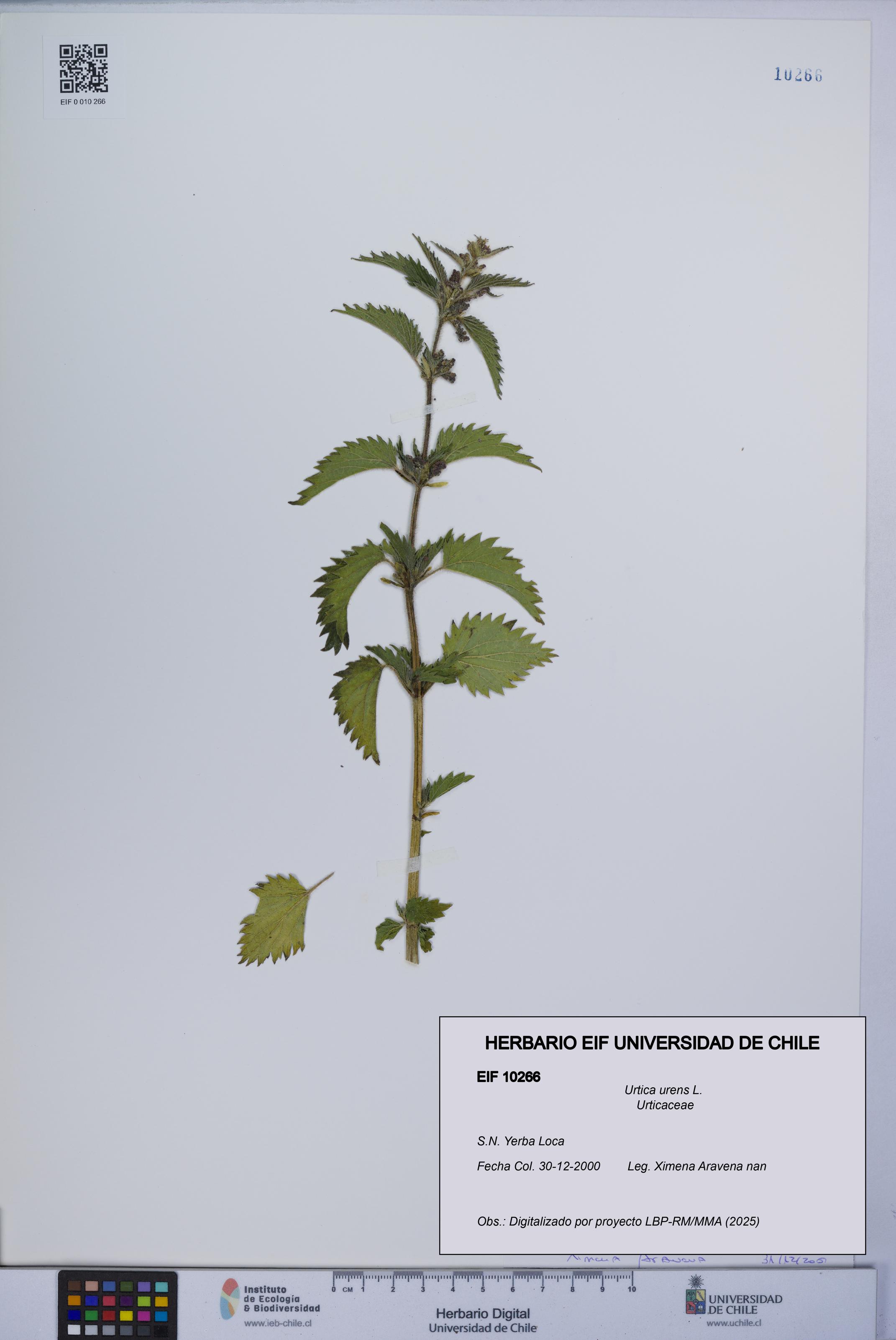 Urtica urens [Espécimen: UCH:EIF:0010266]