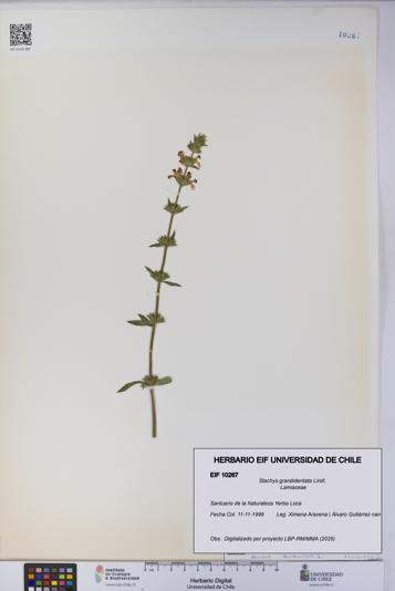 Stachys grandidentata [Espécimen: UCH:EIF:0010267]
