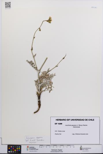 Leucheria gayana [Espécimen: UCH:EIF:0010269]