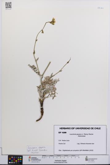 Leucheria gayana [Espécimen: UCH:EIF:0010269]