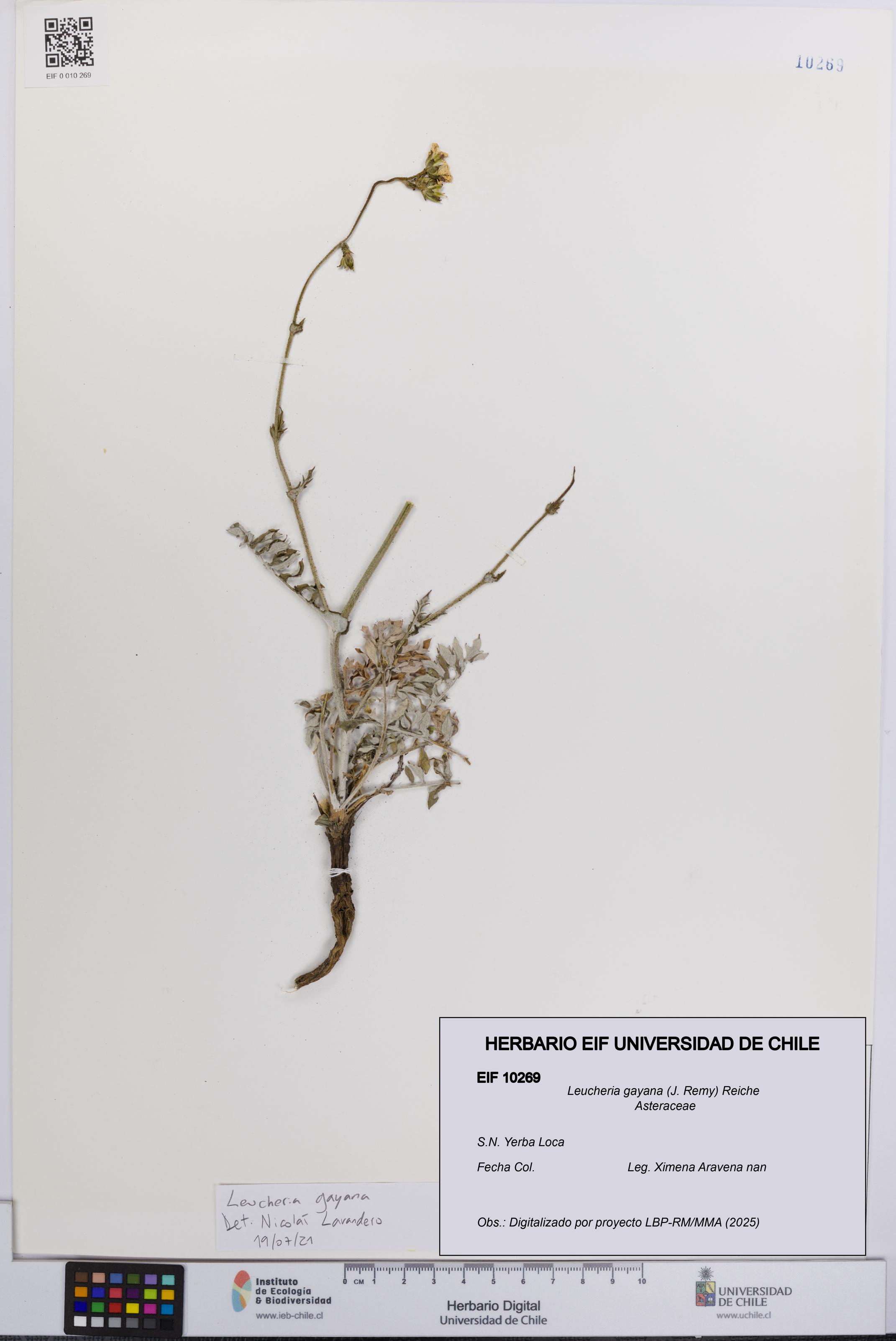 Leucheria gayana [Espécimen: UCH:EIF:0010269]