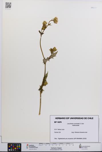 Leucheria runcinata [Espécimen: UCH:EIF:0010270]