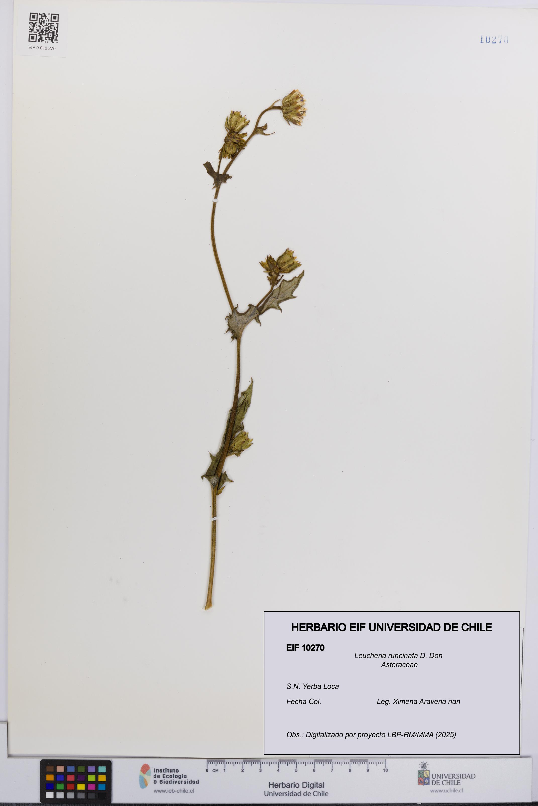 Leucheria runcinata [Espécimen: UCH:EIF:0010270]