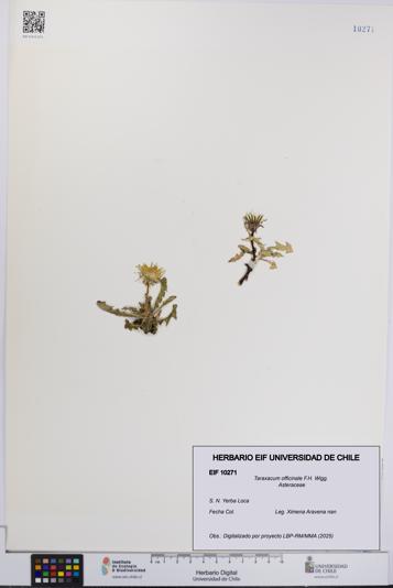 Taraxacum officinale [Espécimen: UCH:EIF:0010271]