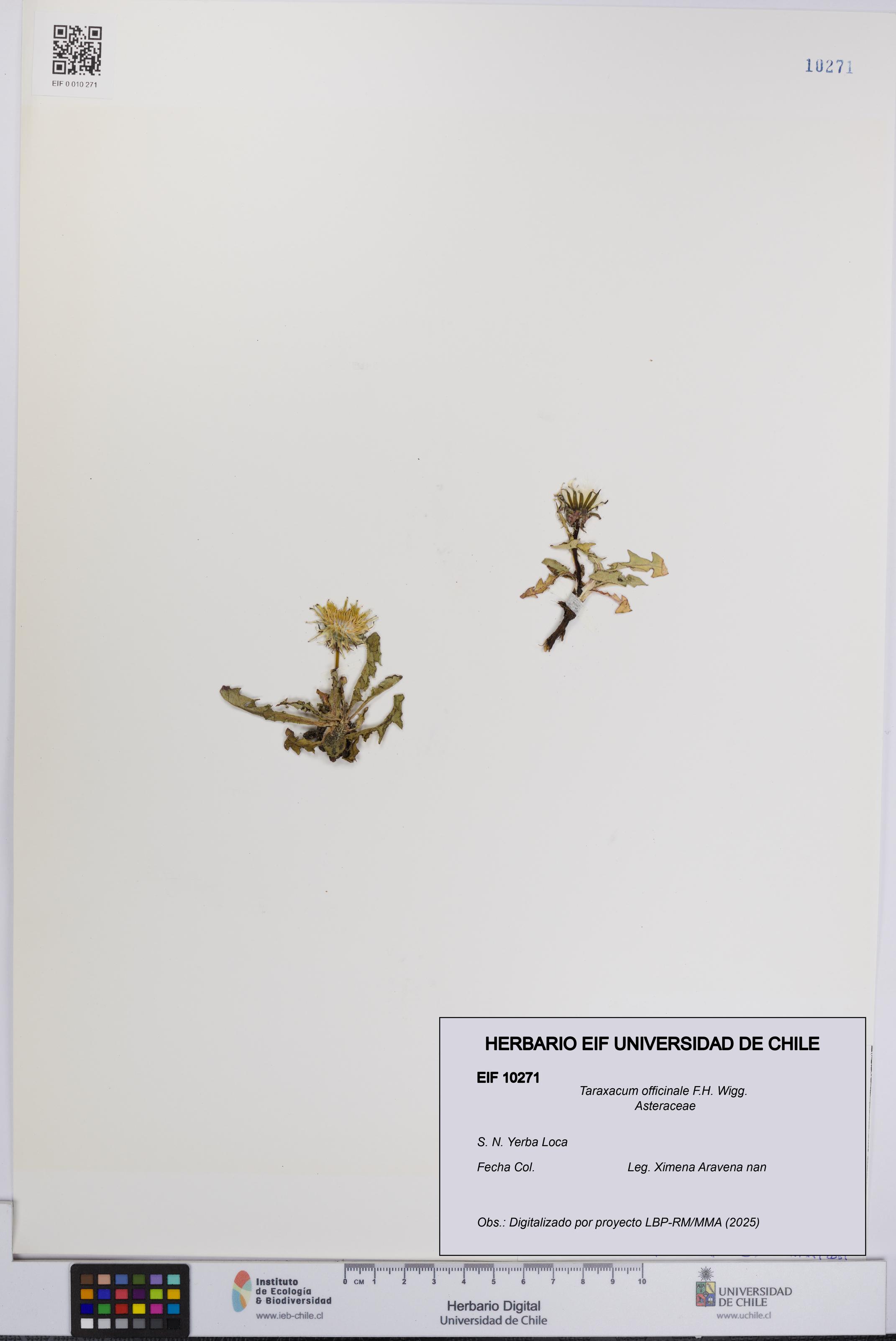Taraxacum officinale [Espécimen: UCH:EIF:0010271]