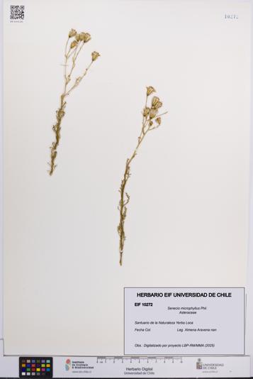 Senecio microphyllus [Espécimen: UCH:EIF:0010272]