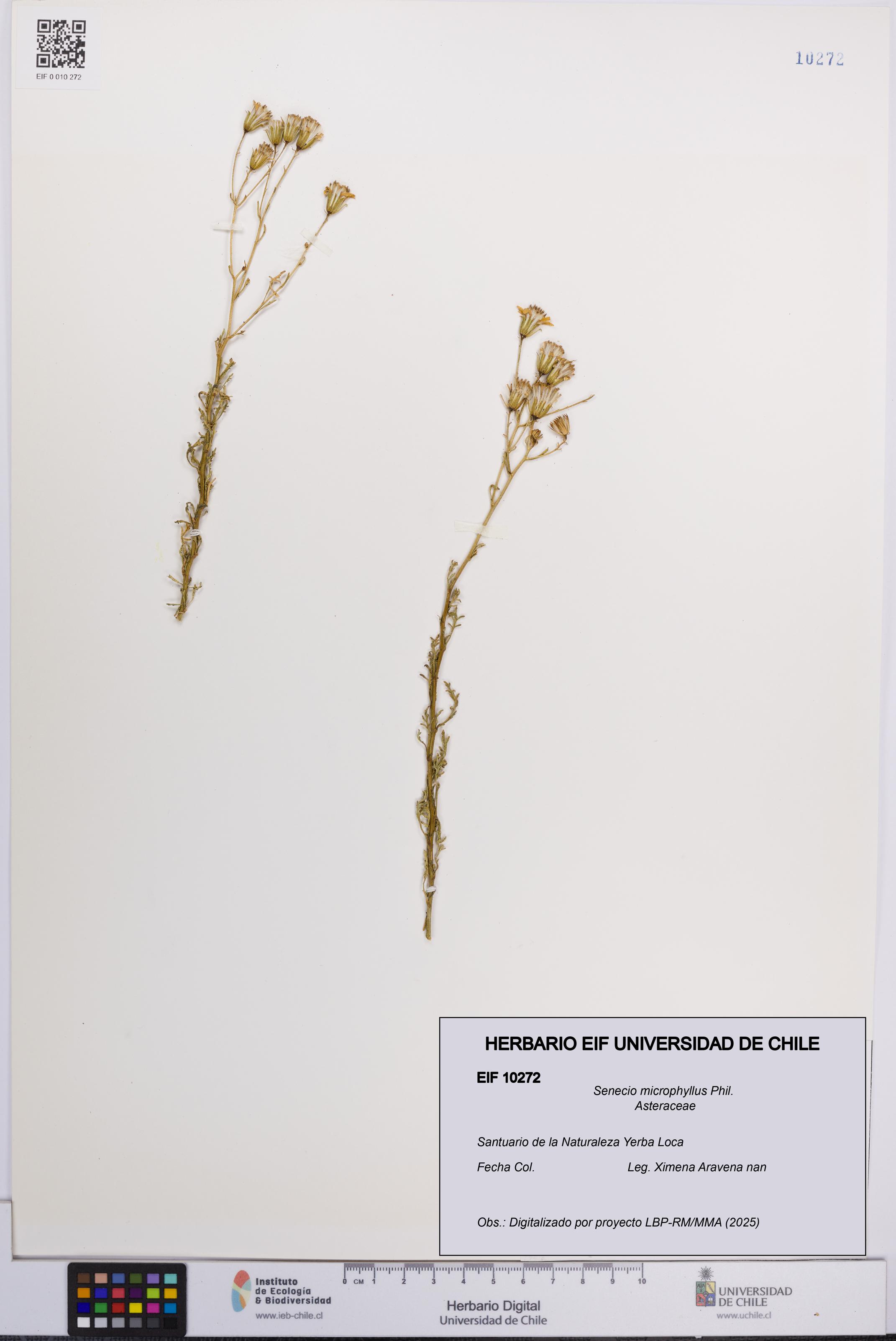 Senecio microphyllus [Espécimen: UCH:EIF:0010272]